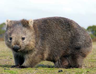 animal