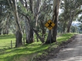 2014 07 1 Graham farm + 038