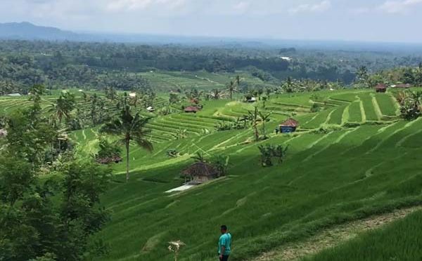 Bali Jour 3 – rizières de Jatiluwih – Cascade – lac volcanique