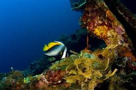Bali jour 5 : snorkelling – farniente