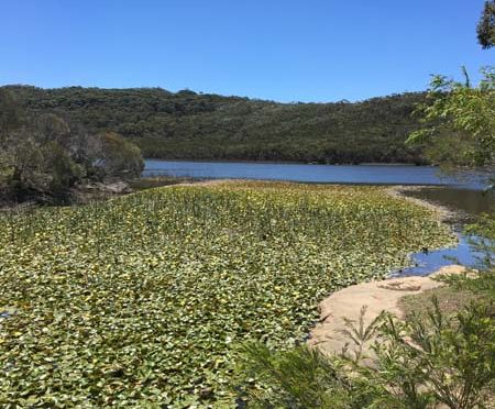 Ballade à pied Manly Dam