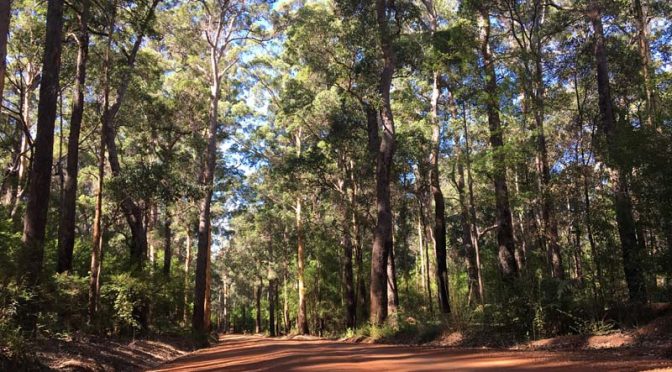 Western Australia Jour 5 / Pemberton – Karri forest