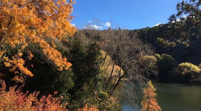 Mount Lofty Botanic Gardens